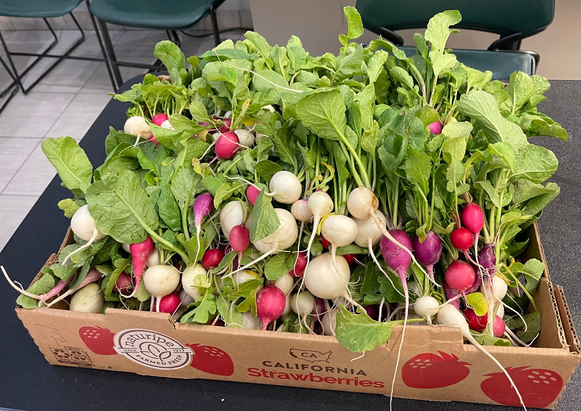 A box of beautiful multicolor radishes freshly harvested from the garden