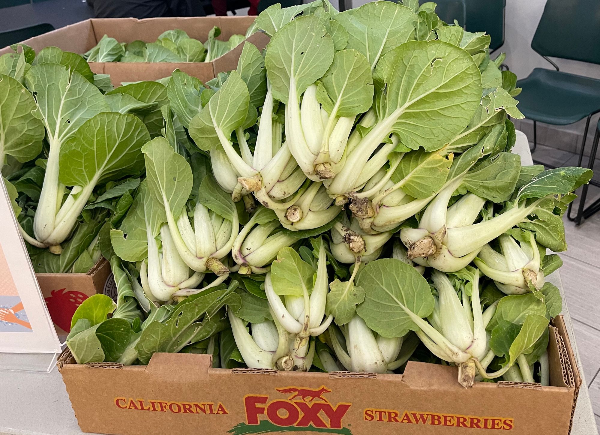 Several boxes overflowing with bok choi freshly harvested from the garden
