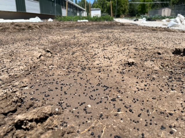 Small black pebbles of humic acid scattered across the hard-packed clay soil