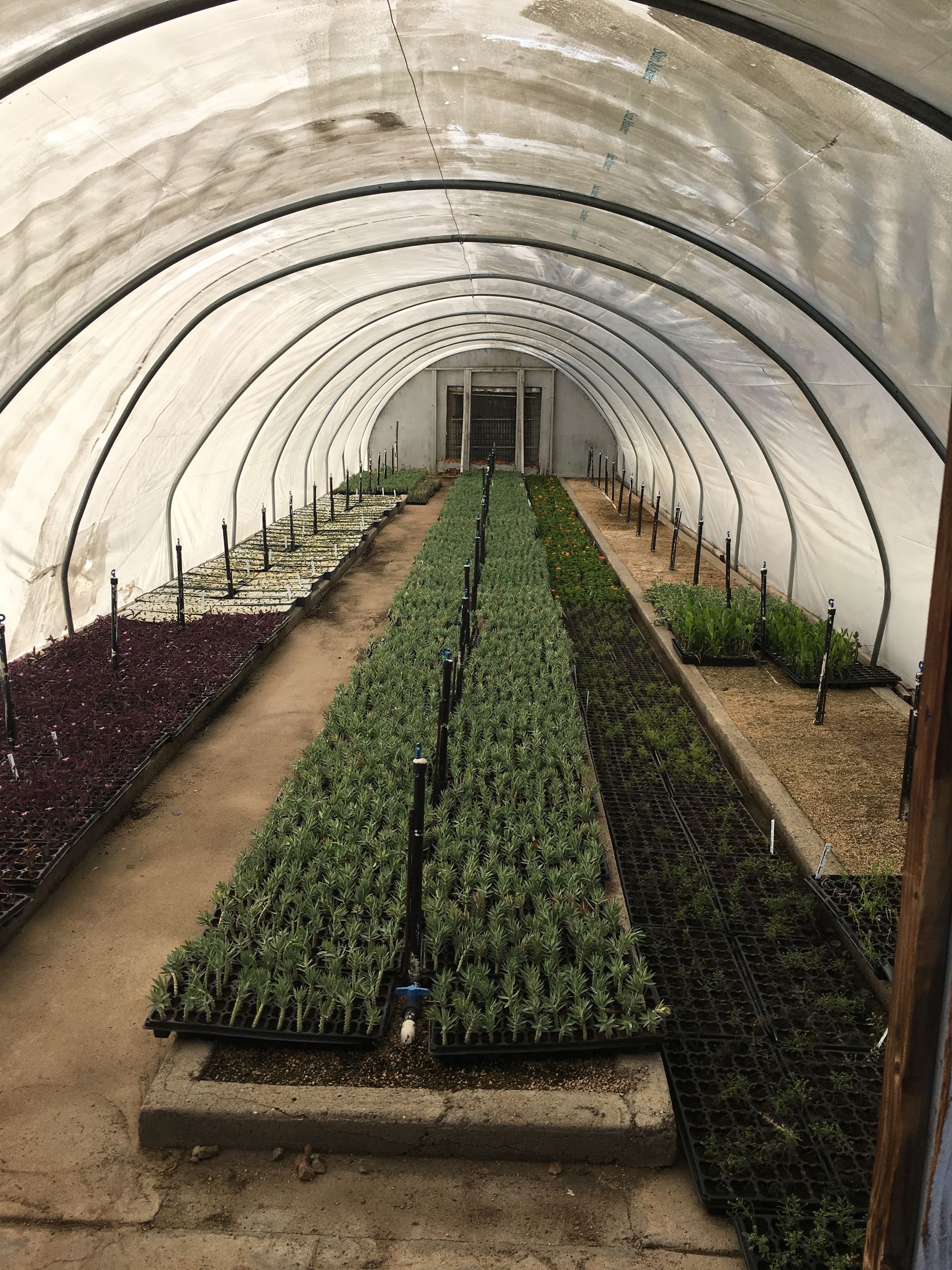 Hoop House Hoedown!